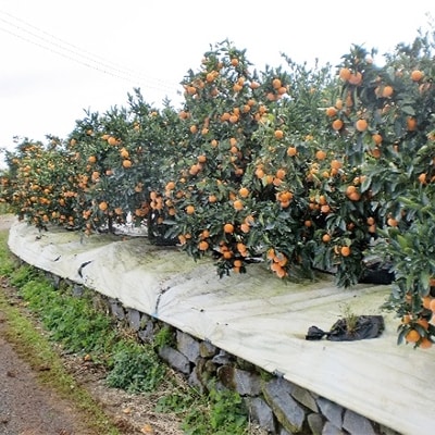 【熊本県玉東町産】産地直送みかん約10kg