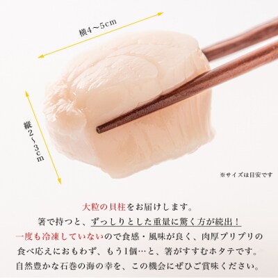 宮城県産 生食用 生ホタテ貝柱(500g/約15個〜18個入り) 冷蔵 帆立 ほたて 貝柱 石巻市