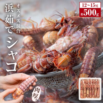 【季節限定】宮城県産 浜茹でシャコ(オスメス混合・500g) | ふるさと納税のお礼品