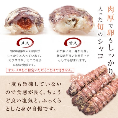 先行予約 宮城県産 浜茹で シャコエビ 500g(オスメス混合)冷蔵 産地直送 殻付き 子持ち 肉厚