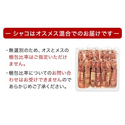 先行予約 宮城県産 浜茹で シャコエビ 500g(オスメス混合)冷蔵 産地直送 殻付き 子持ち 肉厚