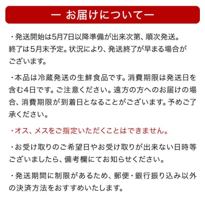 先行予約 宮城県産 浜茹で シャコエビ 500g(オスメス混合)冷蔵 産地直送 殻付き 子持ち 肉厚