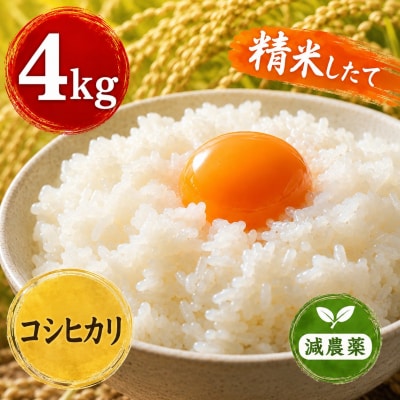 新米 令和8年産 ヨシ腐葉土米 コシヒカリ 精米4kg
