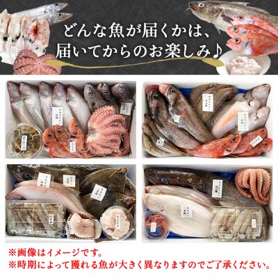 山神丸の獲れたて直送! 石巻の鮮魚(4～5種) 詰め合わせ2～3kg(小)