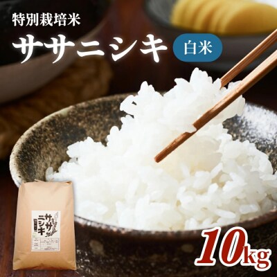 特別栽培米 ササニシキ 白米 10kg