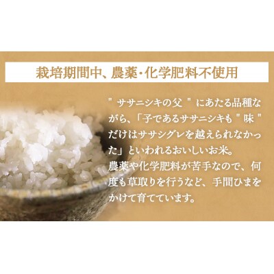 米 ササシグレ 白米 18kg 農薬不使用 化学肥料不使用 ささしぐれ お米 コメ こめ ご飯