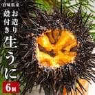生うに 宮城県産 殻付き お造り 生ウニ 6個 冷蔵 ミョウバン不使用 無添加