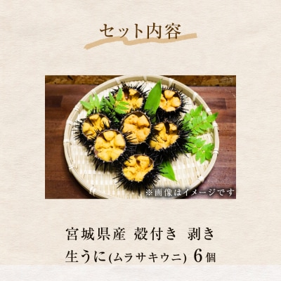 生うに 宮城県産 殻付き お造り 生ウニ 6個 冷蔵 ミョウバン不使用 無添加
