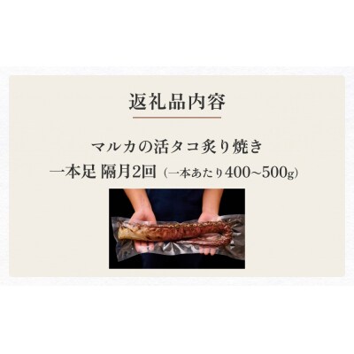 活タコ 炙り焼き 一本足 定期便 隔月 2回 タコ たこ 直火焼き おかず おつまみ 蛸 刺身