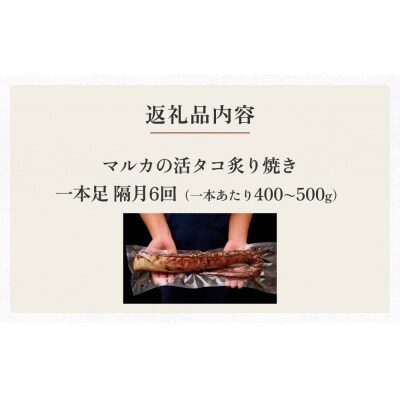 活タコ 炙り焼き 一本足 定期便 隔月 6回 タコ たこ 直火焼き おかず おつまみ 蛸 刺身