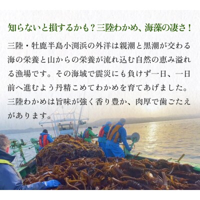 世界三大漁場の恩恵をうけて育った塩蔵わかめ わかめ 三陸わかめ 肉厚 歯応え 茎わかめ
