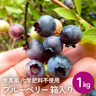 < 先行予約 > ブルーベリー(1kg) 箱入り 生 無農薬 化学肥料不使用摘みたて 冷蔵 大粒