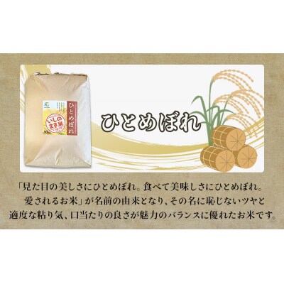 令和6年産 米 ひとめぼれ 定期便 10kg × 10回 お米 精米 白米 環境保全米 ご飯 こめ
