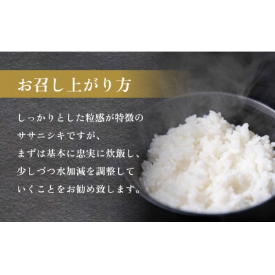 【先行受付】米 令和7年産 石巻産 ササニシキ 精米 10kg (5kg×2袋) 新米 お米 白米