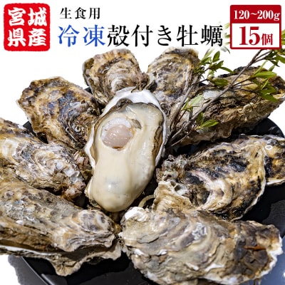 宮城県産 冷凍 殻付き 牡蠣 15個 生食可 小分け カキ かき 生かき 生牡蠣 海鮮 BBQ 濃厚