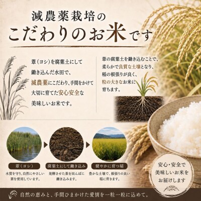 米 令和7年産 ササニシキ 精米 5kg 単品 こめ コメ お米 ご飯 白米 ささにしき