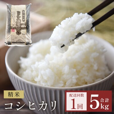 〈先行受付〉米 令和7年産 コシヒカリ 精米 5kg 単品 こめ コメ お米 ご飯 白米 こしひかり