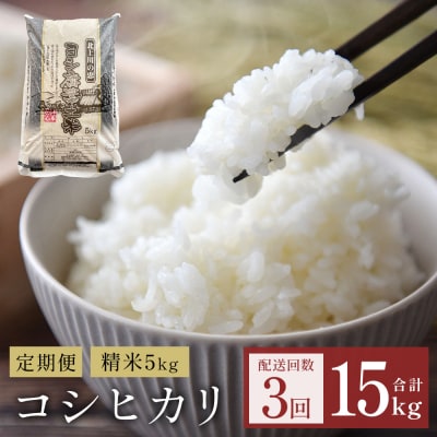 【定期便3回】令和7年産 コシヒカリ 精米 15kg (5kg×3) こめ コメ お米 