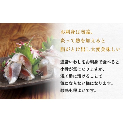 とろ金華いわし酢〆フィーレ 500g 金華いわし 鰯 いわし イワシ フィレ 切身 酢締め お酢 魚