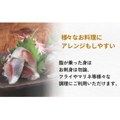 とろ金華いわしフィーレ 500g 金華いわし 鰯 いわし イワシ フィレ 切身 魚 魚介 海鮮 魚