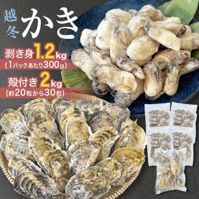 越冬かき剥き身 越冬殻付かき セット 加熱用 牡蠣 かき カキ 剥き身 むき身 殻付き 殻つき 貝