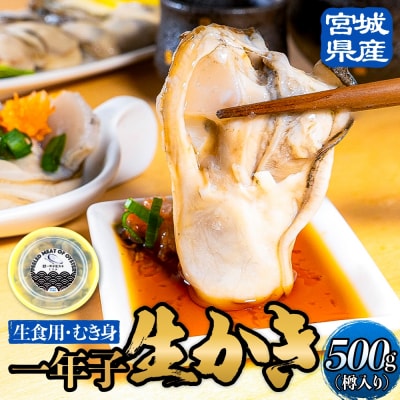 宮城県産 生食用牡蠣 一年子生カキ むき身 500g かき カキ 剥き身 生牡蠣 プリプリ 濃厚