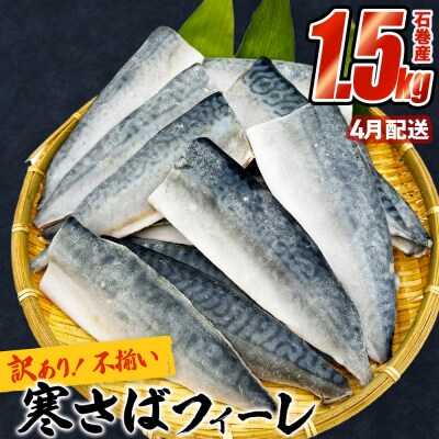さば 〈 訳あり 〉4月配送 宮城県産 寒さば フィーレ 無塩 1.5kg 冷凍 魚 青魚 鯖