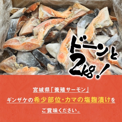 【訳あり/限定】4月配送 ギンザケカマ 塩麹漬け 石巻産2kg 銀鮭 鮭カマ さけカマ ギンザケカマ