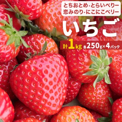 【2026年1月中旬発送開始】 苺 とちおとめ 恋みのり にこにこベリー とらいべりー 250g×4