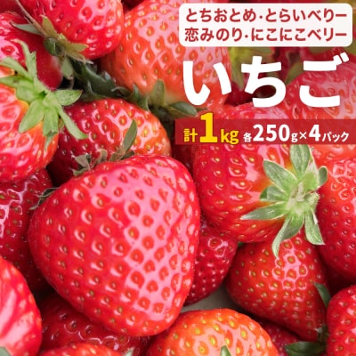 【2026年1月中旬発送開始】 苺 とちおとめ 恋みのり にこにこベリー とらいべりー 250g×4