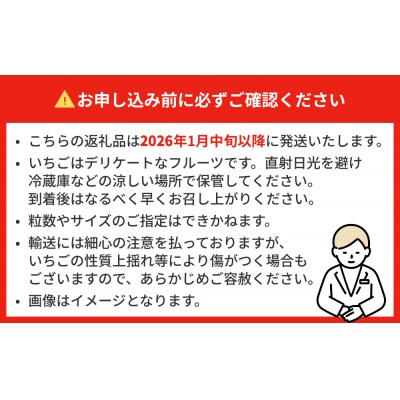 【2026年1月中旬発送開始】 苺 とちおとめ 恋みのり にこにこベリー とらいべりー 250g×4