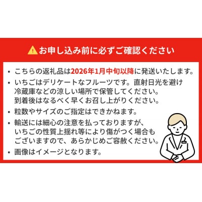 【2026年1月中旬発送開始】 苺 とちおとめ 恋みのり にこにこベリー とらいべりー 280g×4