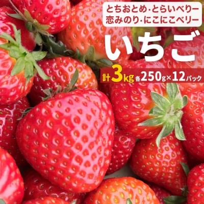 【2026年1月中旬発送開始】苺 とちおとめ 恋みのり にこにこベリー とらいべりー 250g×12