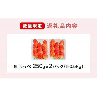 《数量限定》 ジューシー 紅ほっぺ 500g (250g × 2) 苺 いちご イチゴ ストロベリー