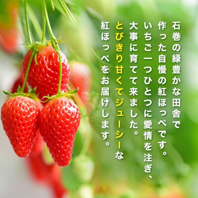 《数量限定》 ジューシー 紅ほっぺ 1kg ( 250g × 4) 苺 いちご イチゴ ストロベリー