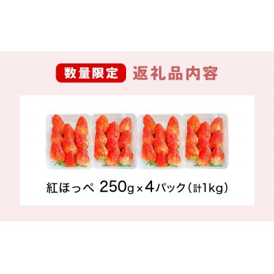 《数量限定》 ジューシー 紅ほっぺ 1kg ( 250g × 4) 苺 いちご イチゴ ストロベリー