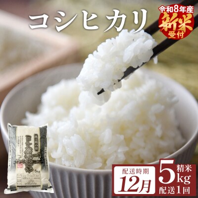 【12月配送】 <先行受付> 米 令和8年産 コシヒカリ 精米 5kg 単品 新米 こめ コメ お米