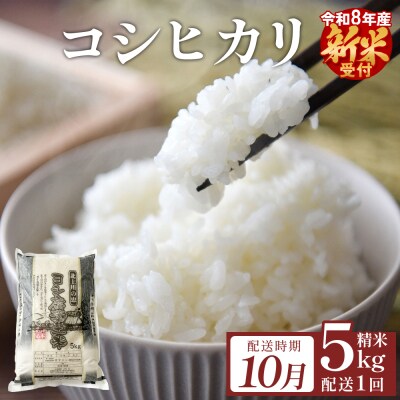 【10月配送】 <先行受付> 米 令和8年産 コシヒカリ 精米 5kg 単品 新米 こめ コメ お米