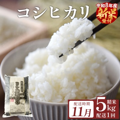 [11月配送] [先行受付] 米 令和8年産 コシヒカリ 精米 5kg 単品 新米 こめ コメ お米