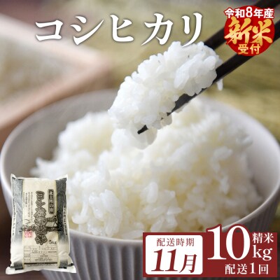 【11月配送】 <先行受付> 米 令和8年産 コシヒカリ 精米 10kg 単品 新米 こめ コメ