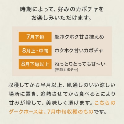 石巻伝承野菜 かぼちゃ ダークホース 10キロ 6～8玉 カボチャ 南瓜 野菜 石巻産 国産 甘い