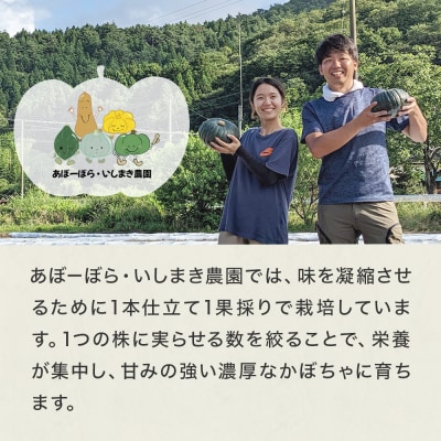 石巻伝承野菜 かぼちゃ ダークホース 10キロ 6～8玉 カボチャ 南瓜 野菜 石巻産 国産 甘い