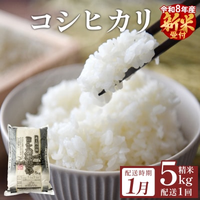 【1月配送】 <先行受付> 米 令和8年産 コシヒカリ 精米 5kg 単品 新米 こめ コメ お米