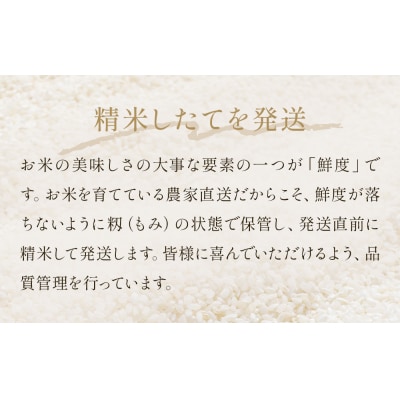【1月配送】 <先行受付> 米 令和8年産 コシヒカリ 精米 5kg 単品 新米 こめ コメ お米