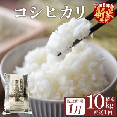 【1月配送】 <先行受付> 米 令和8年産 コシヒカリ 精米 10kg 単品 新米 こめ コメ