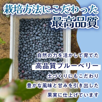 【 ブルーベリー フルコレクション 7種 】 生ブルーベリー ・ ブルーベリーシロップ ・ ジャム