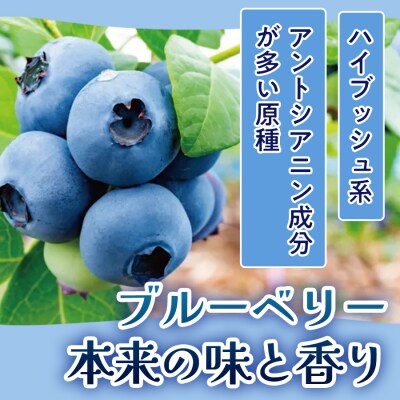 【 ブルーベリー フルコレクション 7種 】 生ブルーベリー ・ ブルーベリーシロップ ・ ジャム