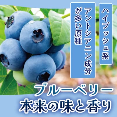 ドライブルーベリー 50g × 3個 ブルーベリー ドライフルーツ 自然栽培 