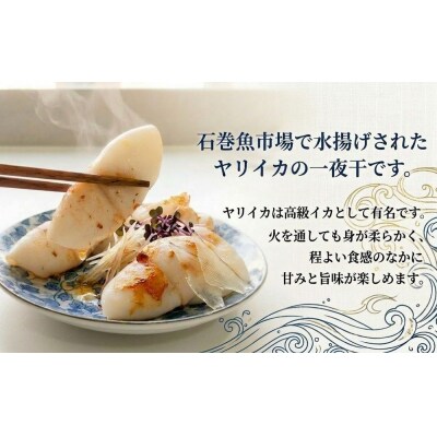 【 訳あり 】 石巻産 ふぞろい ヤリイカ 一夜干し 1.6kg (200g ×8パック) やりいか