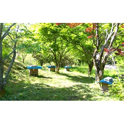 日本ミツバチの純粋蜂蜜　440g+660gセット